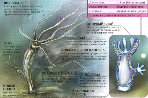 Kraken clear ссылка